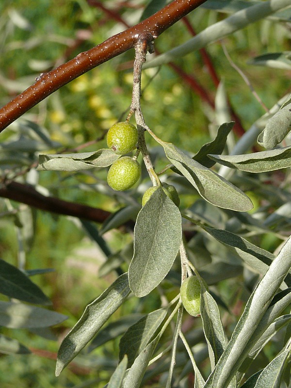 Image of Elaeagnus oxycarpa specimen.