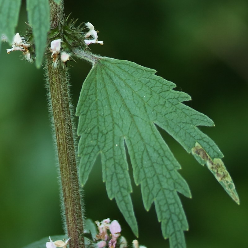 Изображение особи Leonurus quinquelobatus.