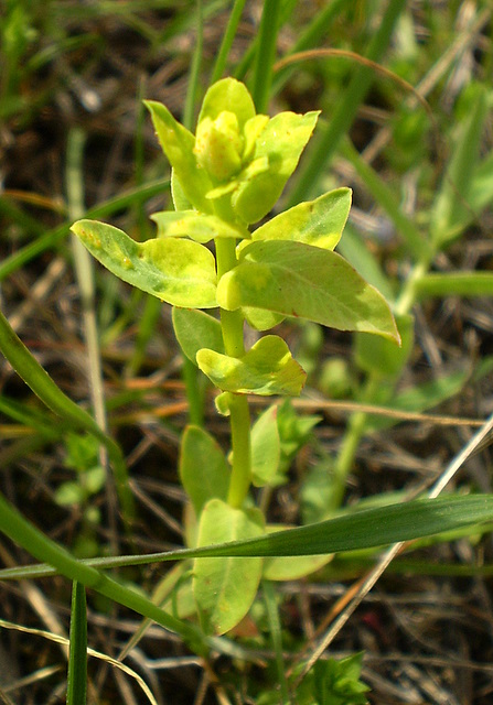 Image of Euphorbia agraria specimen.