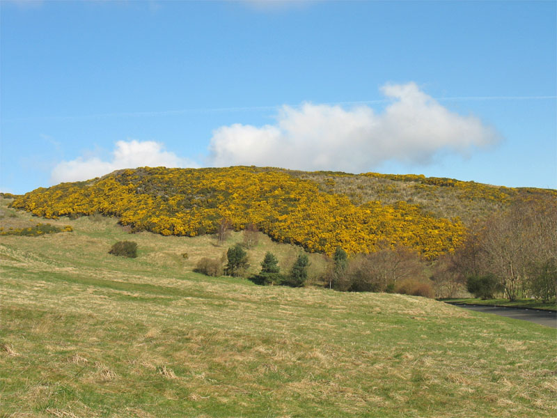 Image of Ulex europaeus specimen.