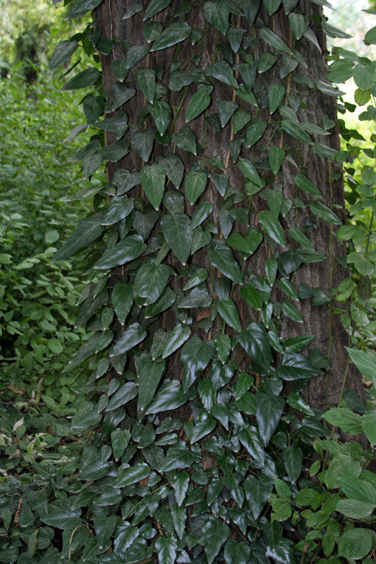 Изображение особи Hedera pastuchovii.