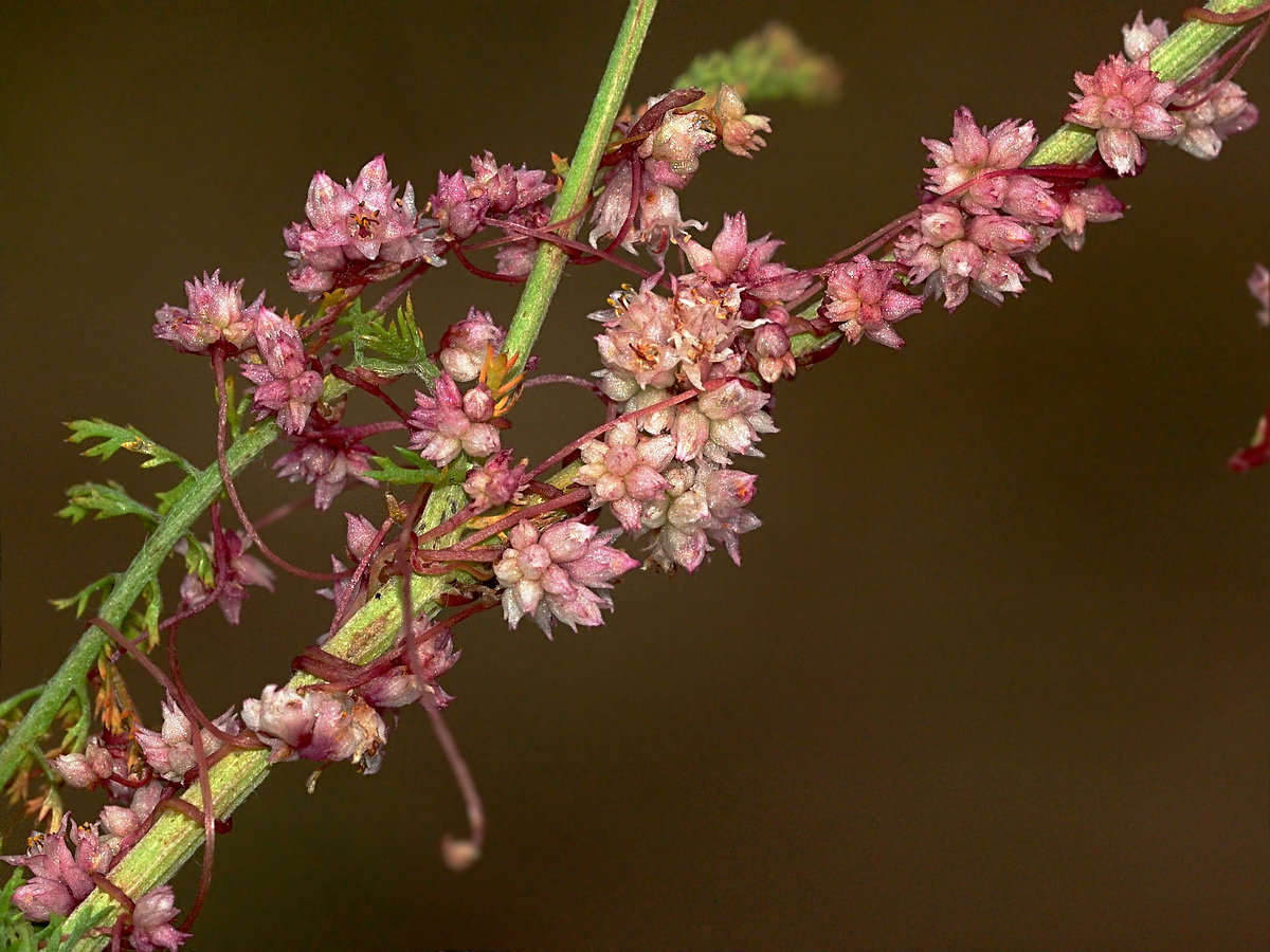 Image of Cuscuta epithymum specimen.