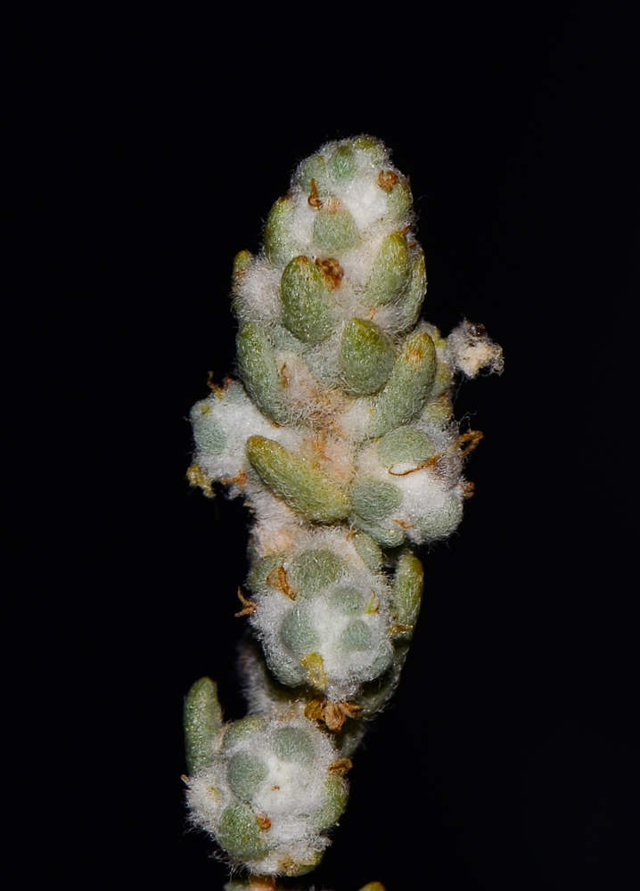 Image of Bassia arabica specimen.