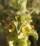 Eremostachys isochila