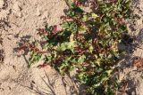 Persicaria maculosa