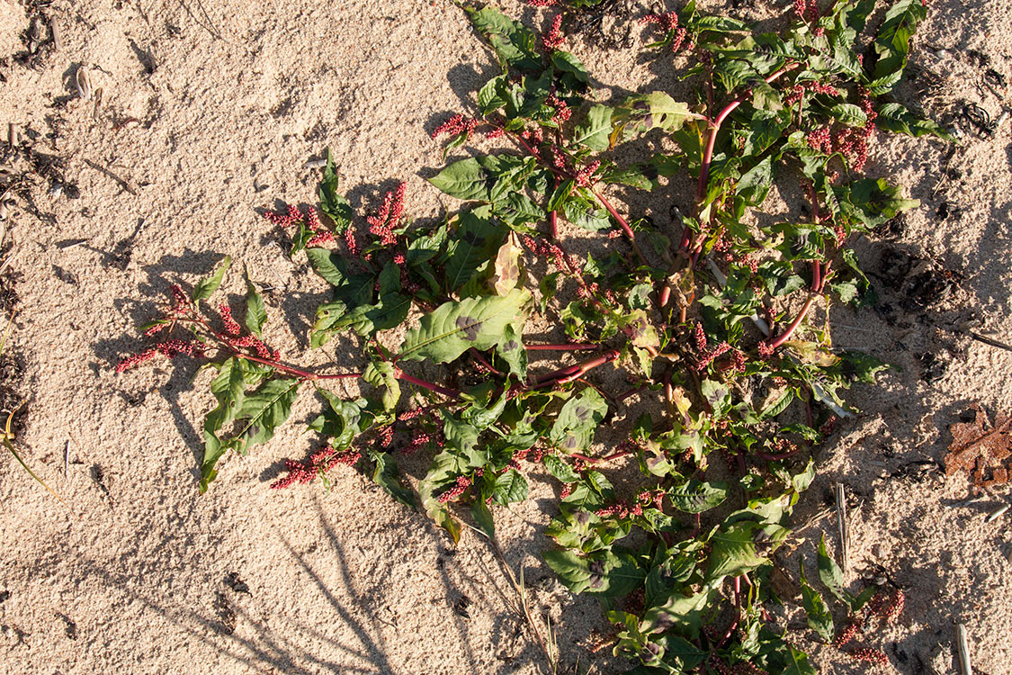 Изображение особи Persicaria maculosa.