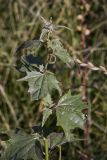 Atriplex sagittata