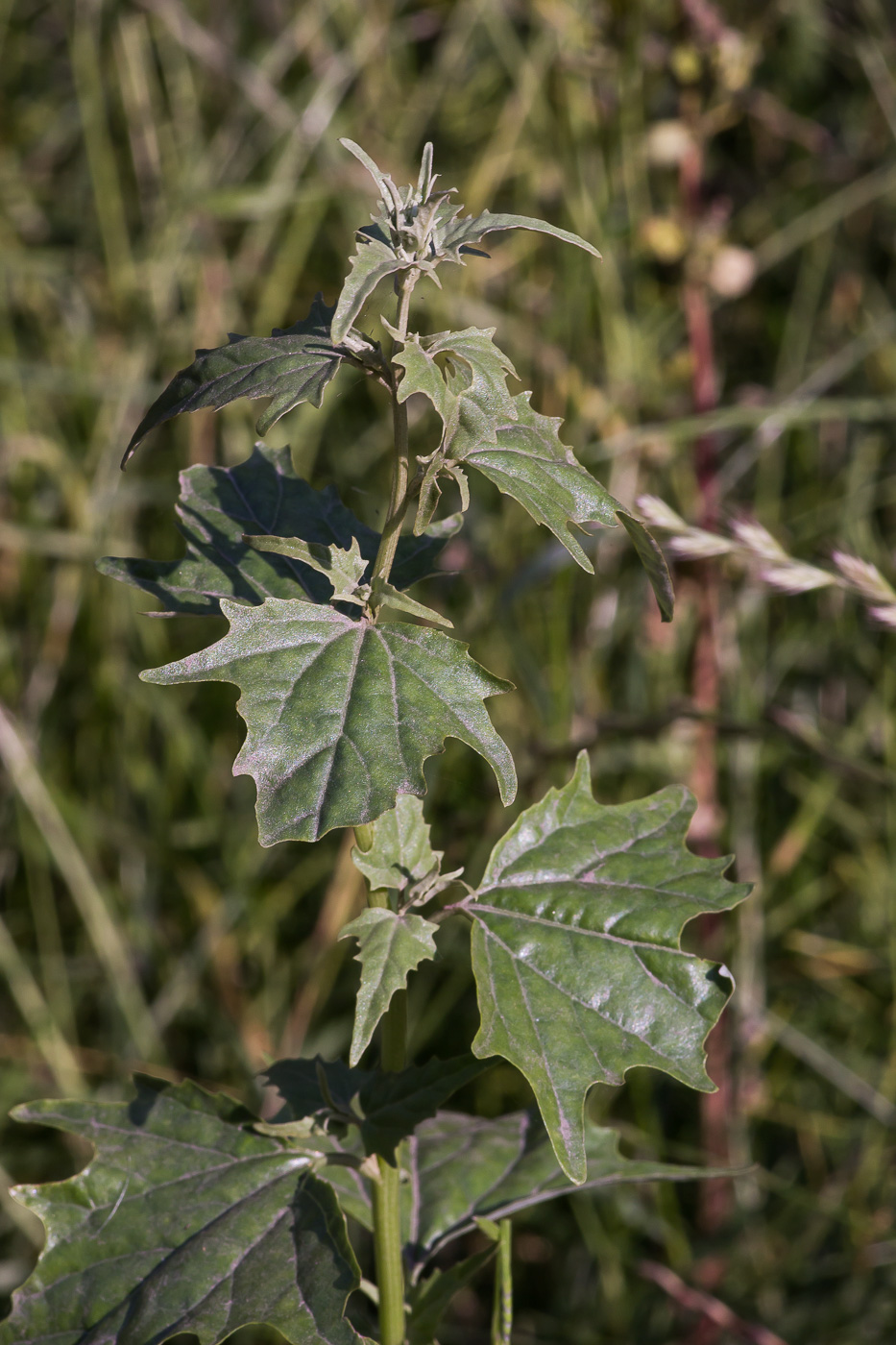 Изображение особи Atriplex sagittata.