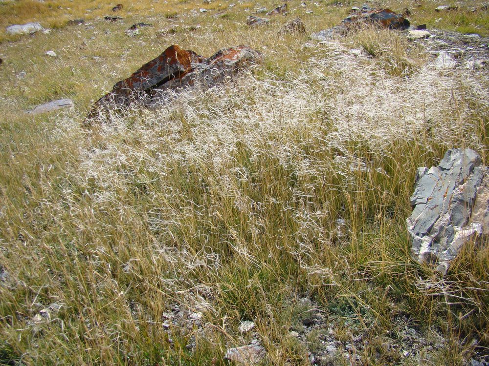 Image of Ptilagrostis mongholica specimen.