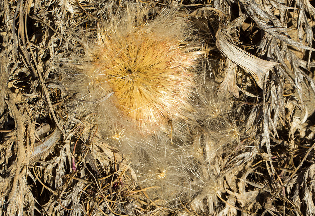 Image of Carlina gummifera specimen.