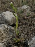 Arabis borealis