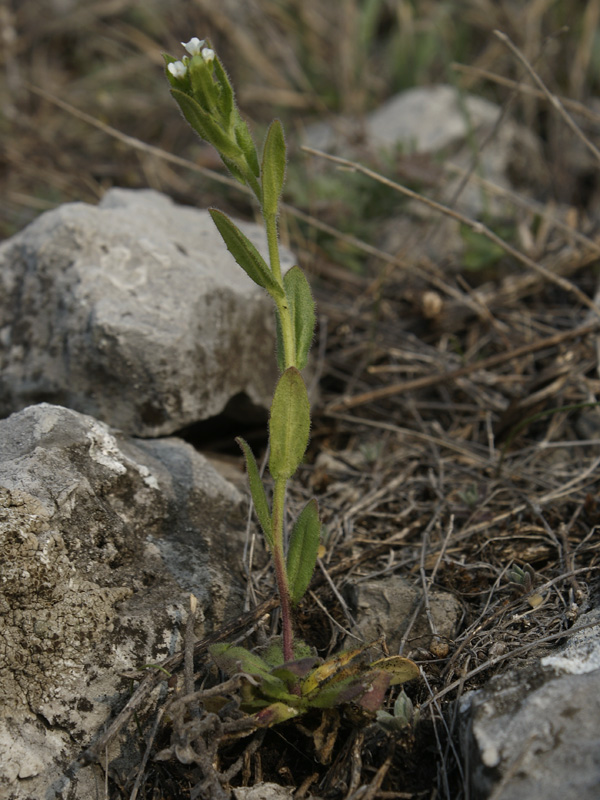 Image of Arabis borealis specimen.