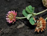 Trifolium hybridum