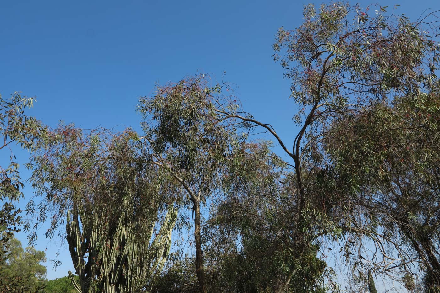 Image of Eucalyptus leucoxylon specimen.