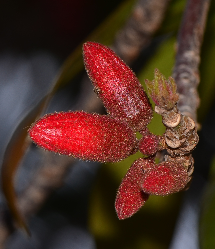 Изображение особи Brachychiton bidwillii.