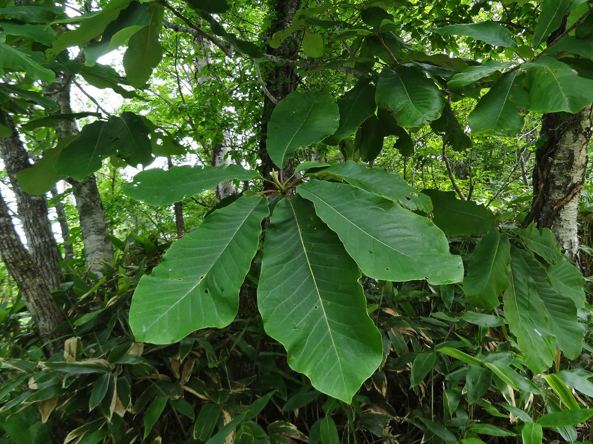 Изображение особи Magnolia hypoleuca.