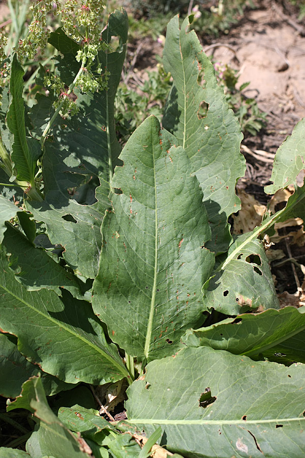 Image of Rumex tianschanicus specimen.