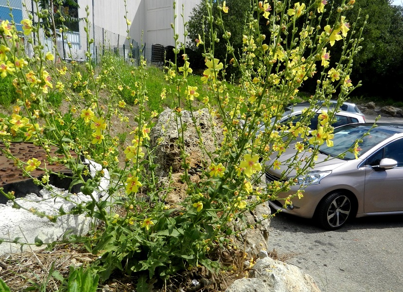 Image of Verbascum chaixii specimen.