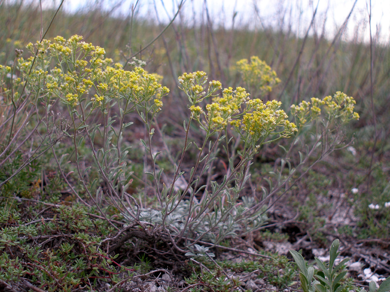 Image of Odontarrhena tortuosa specimen.