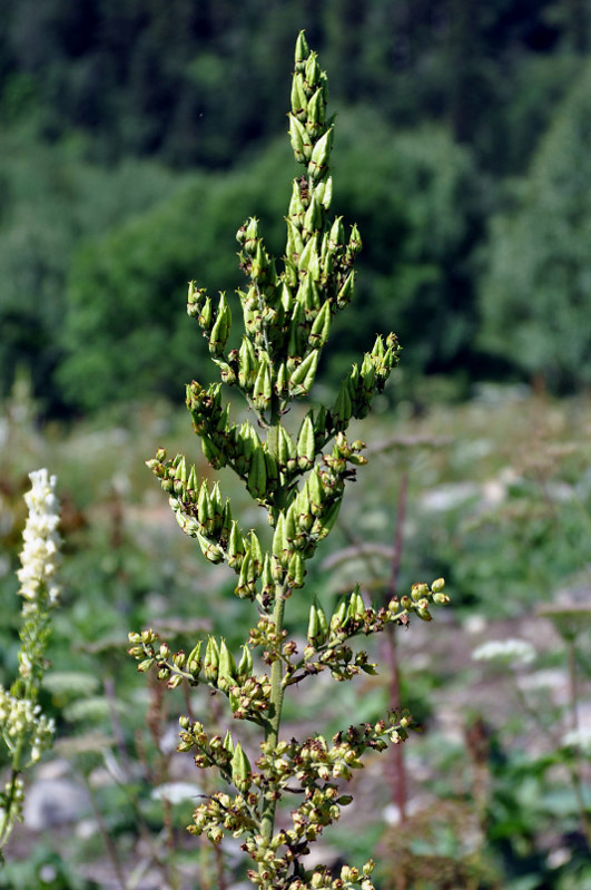 Изображение особи Veratrum lobelianum.