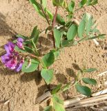 Lathyrus japonicus ssp. maritimus