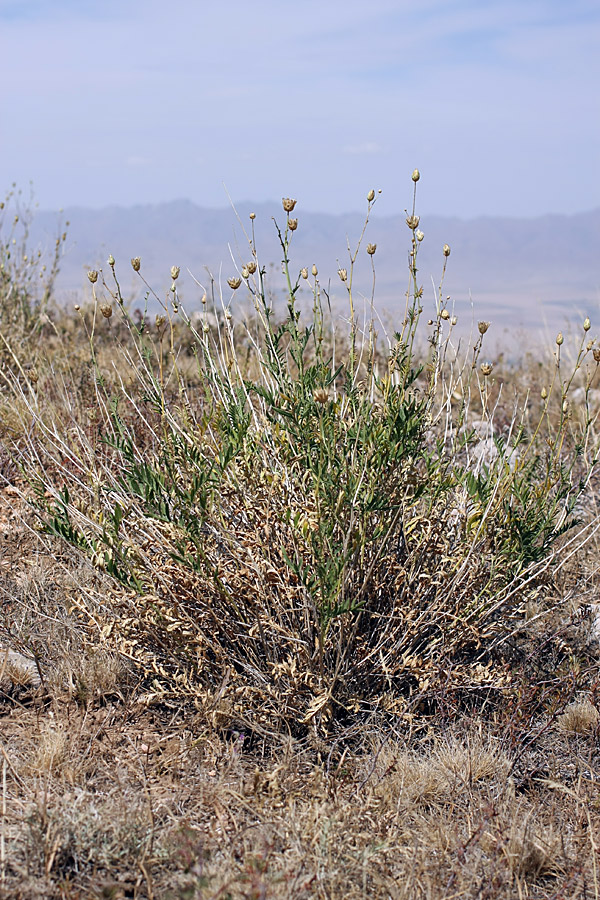 Image of Rhaponticoides kultiassovii specimen.