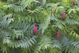 Rhus typhina