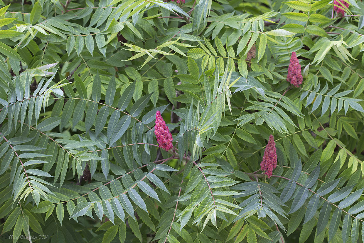 Image of Rhus typhina specimen.