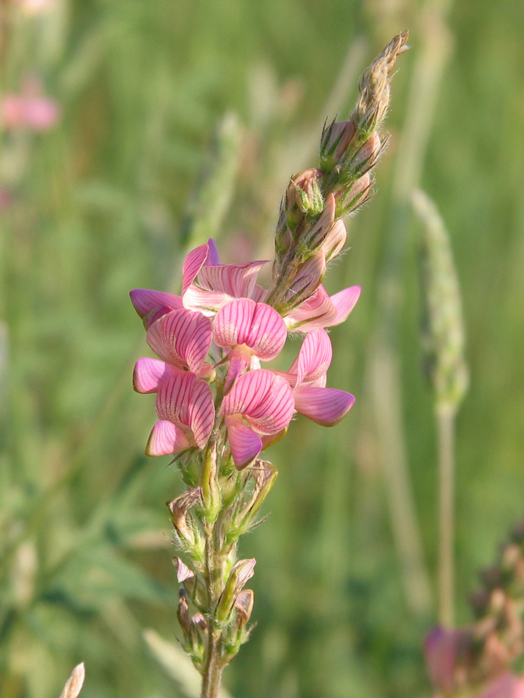 Image of Onobrychis viciifolia specimen.