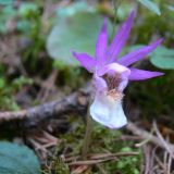 Calypso bulbosa. Цветок. Свердловская обл., окр. г. Североуральск, травяно-моховой сосняк с елью на известняках. 24.05.2008.