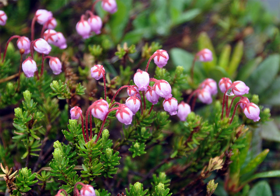 Какие растения есть в евразии. Филлодоце. Phyllodoce caerulea. Цветы Phyllodoce caerulea. Филлодоце голубая.