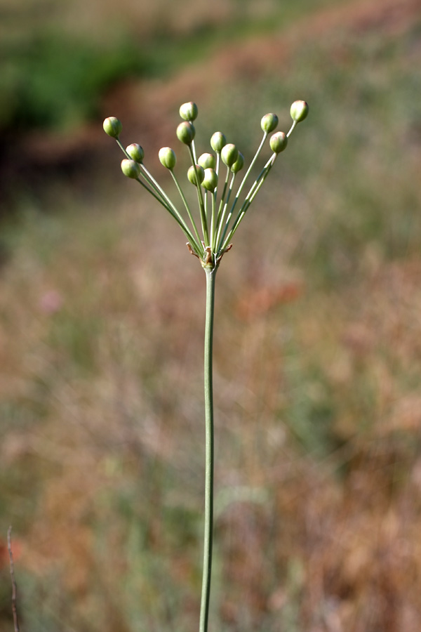 Изображение особи Hyalolaena bupleuroides.