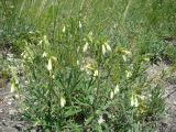 Onosma volgensis