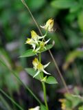Halenia corniculata. Верхушка побега с цветками. Приморье, Кавалеровский р-н, окр. бухты Зеркальной, приморский луг. 23.08.2015.