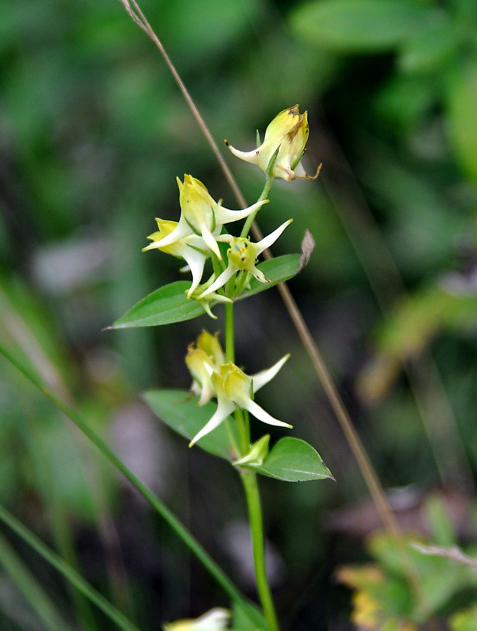 Image of Halenia corniculata specimen.