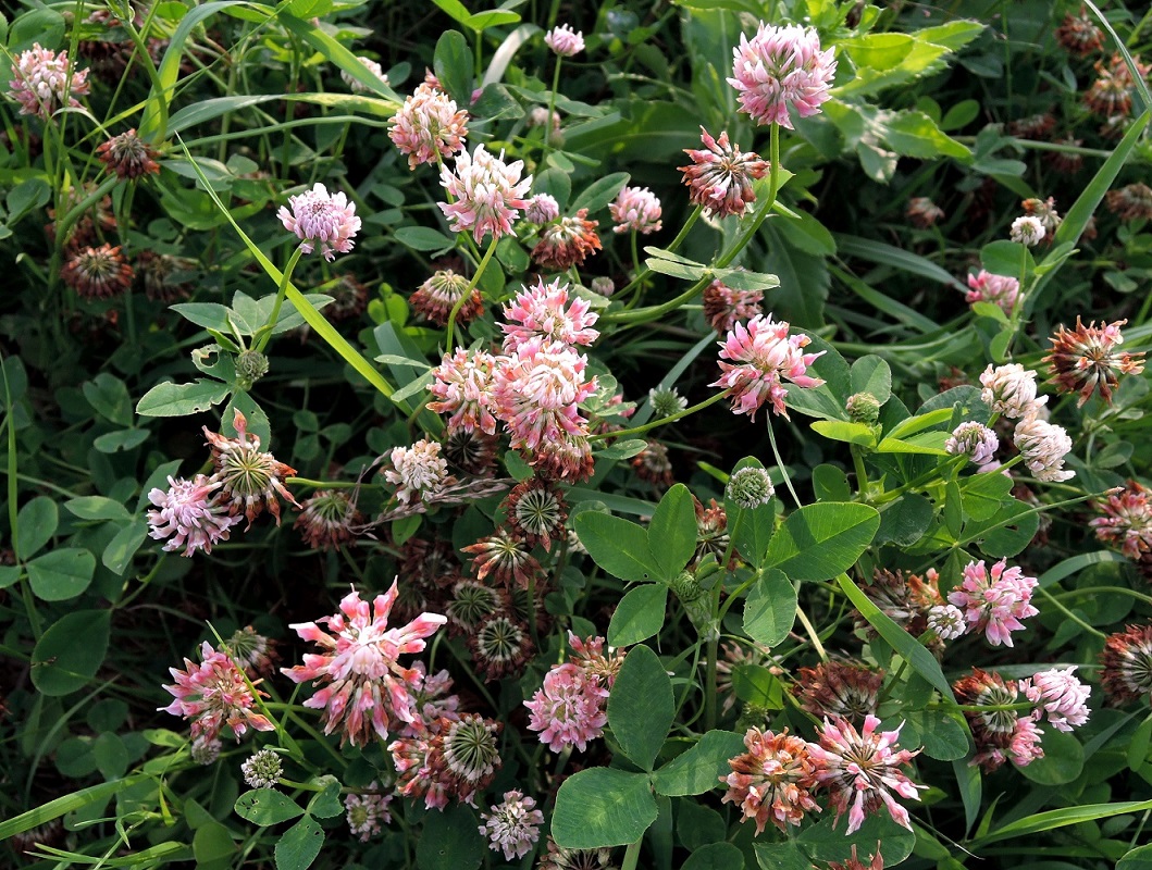 Изображение особи Trifolium hybridum.