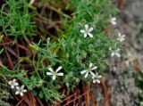 Gypsophila violacea