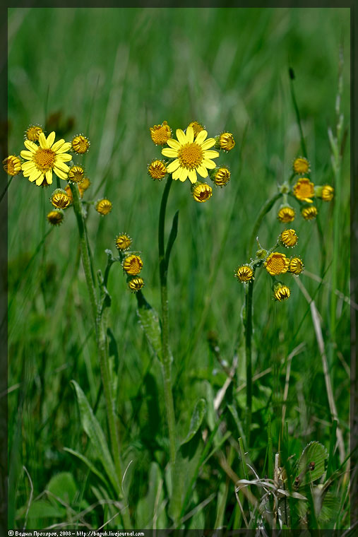 Image of Tephroseris integrifolia specimen.