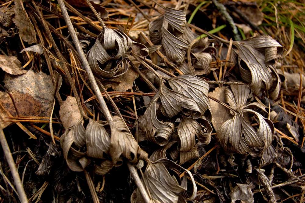 Изображение особи Pulsatilla patens.