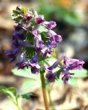 Corydalis solida