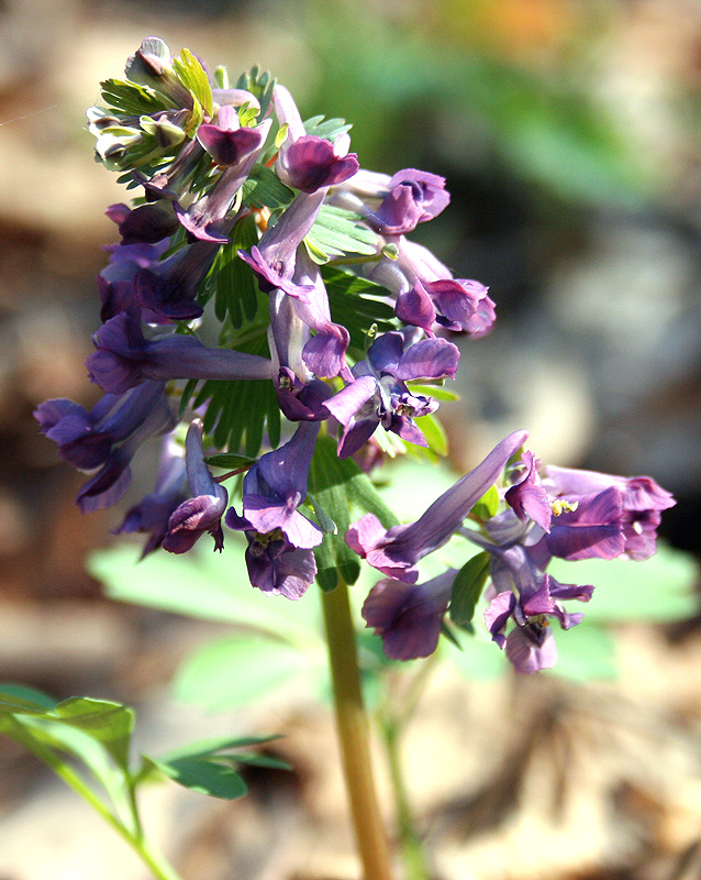 Image of Corydalis solida specimen.