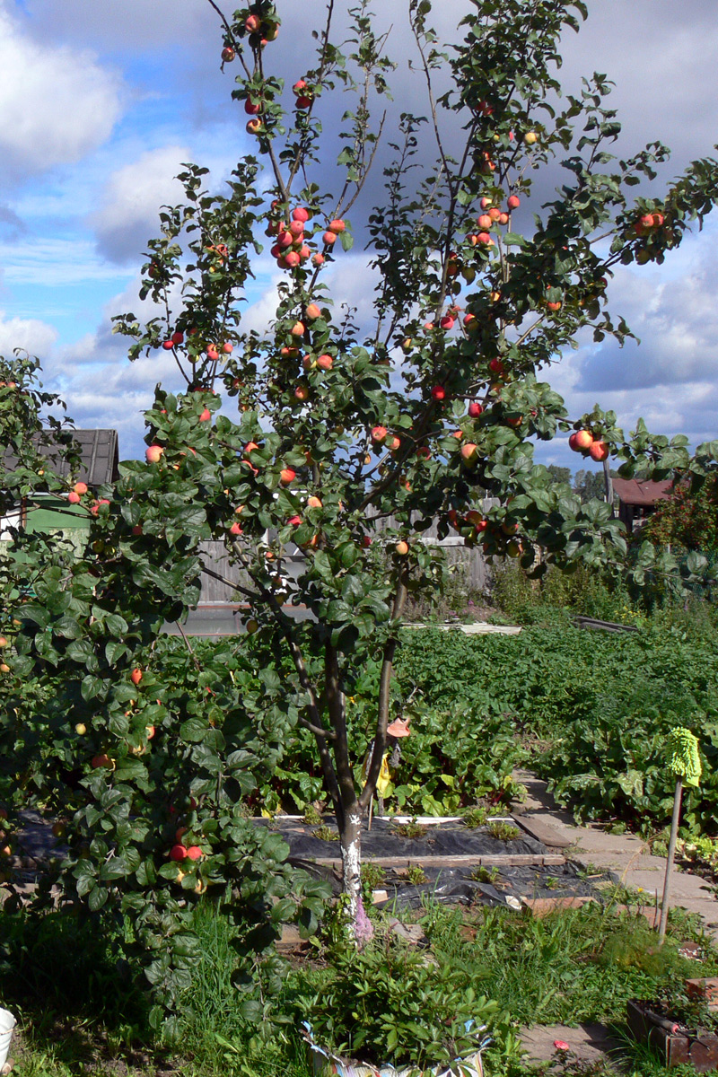 Изображение особи Malus domestica.