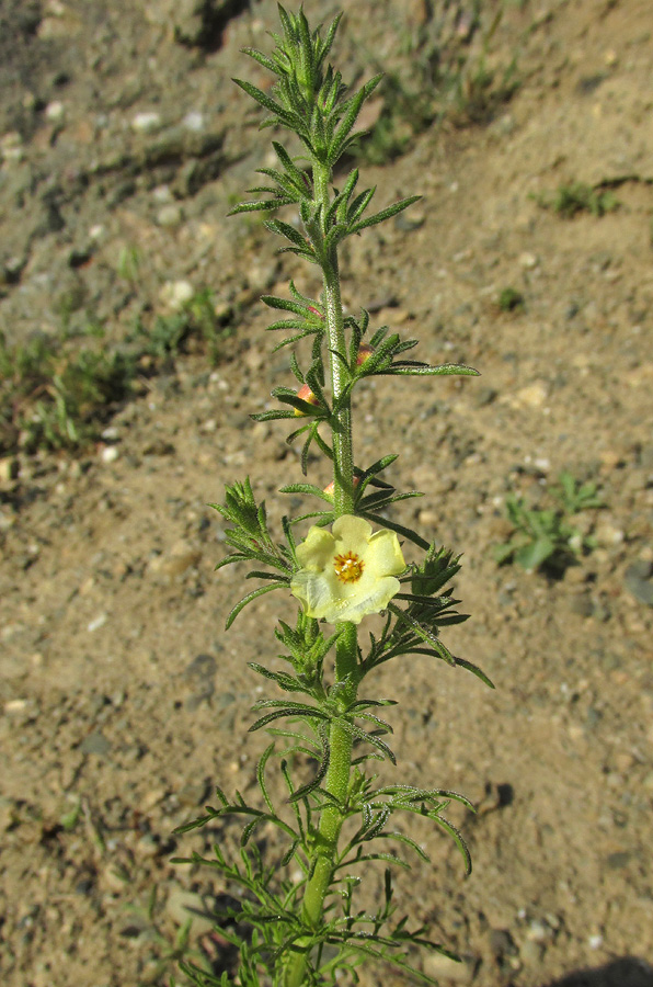 Изображение особи Verbascum orientale.