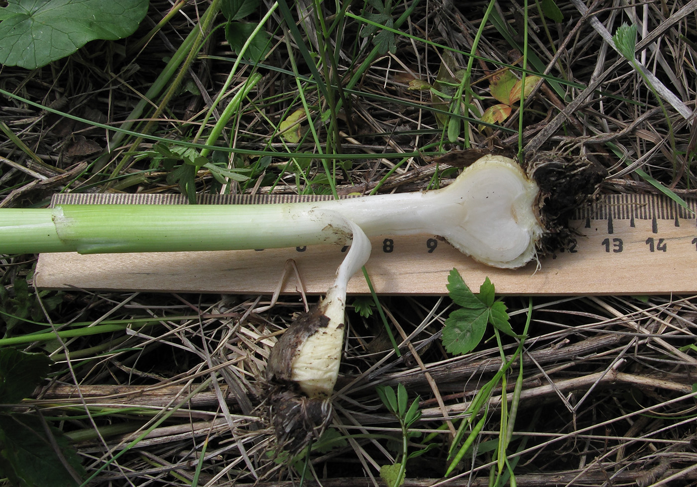 Image of Allium decipiens specimen.