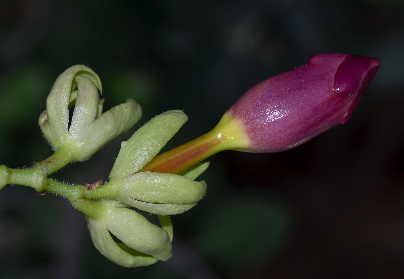 Изображение особи Allamanda blanchetii.