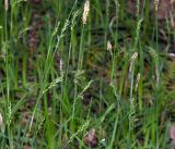 Carex pilosa. Цветущие растения. Московская обл., Раменский р-н, окр. ж.-д. платформы Хрипань, смешанный лес у ЛЭП. 18.05.2016.