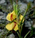 Fumana procumbens