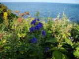genus Aconitum