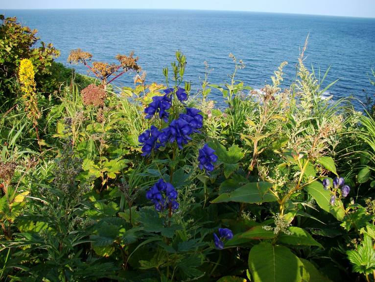 Image of genus Aconitum specimen.