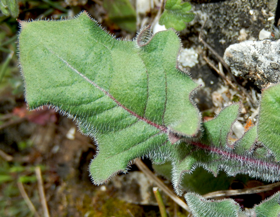 Image of Lagoseris sancta specimen.